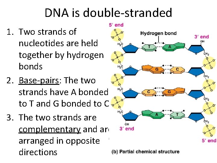 DNA is double-stranded 1. Two strands of nucleotides are held together by hydrogen bonds