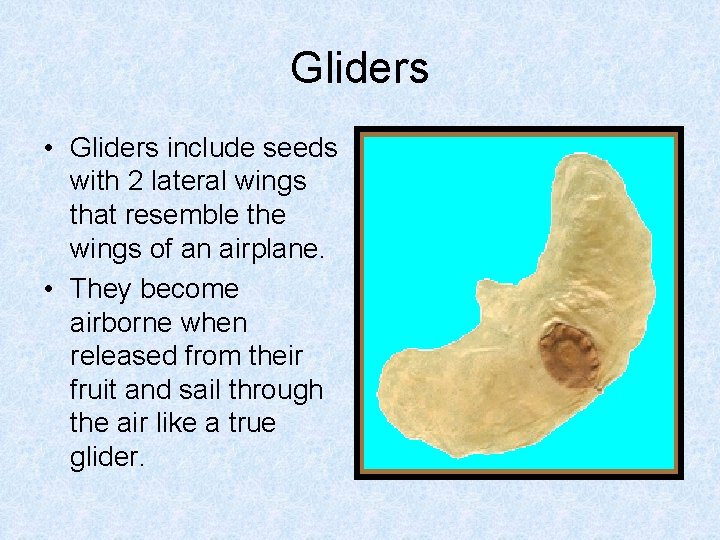 Gliders • Gliders include seeds with 2 lateral wings that resemble the wings of Gliders • Gliders include seeds with 2 lateral wings that resemble the wings of