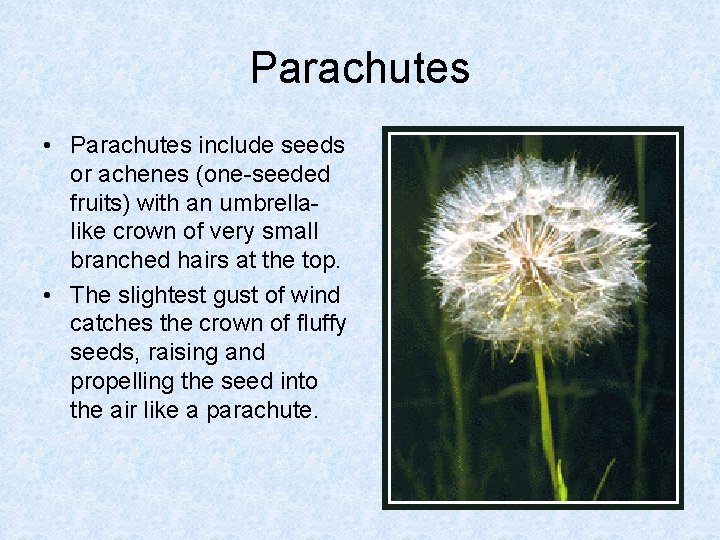 Parachutes • Parachutes include seeds or achenes (one-seeded fruits) with an umbrellalike crown of Parachutes • Parachutes include seeds or achenes (one-seeded fruits) with an umbrellalike crown of