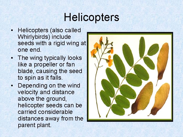 Helicopters • Helicopters (also called Whirlybirds) include seeds with a rigid wing at one Helicopters • Helicopters (also called Whirlybirds) include seeds with a rigid wing at one