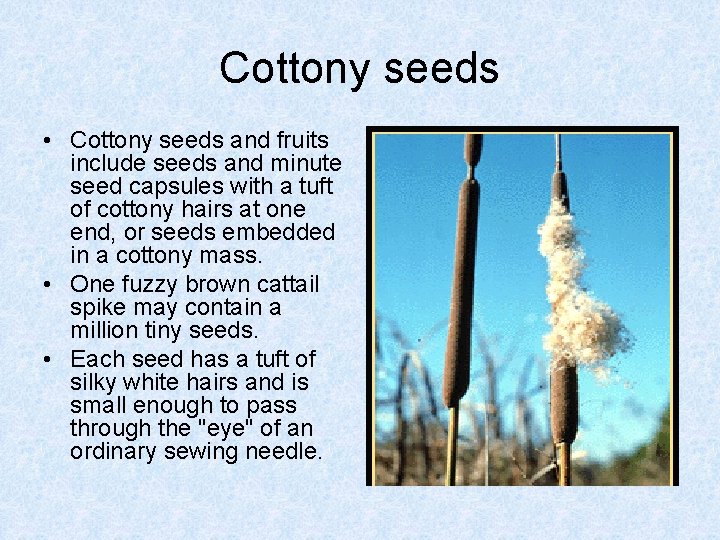 Cottony seeds • Cottony seeds and fruits include seeds and minute seed capsules with Cottony seeds • Cottony seeds and fruits include seeds and minute seed capsules with