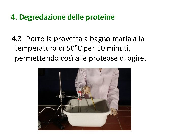 4. Degredazione delle proteine 4. 3 Porre la provetta a bagno maria alla temperatura