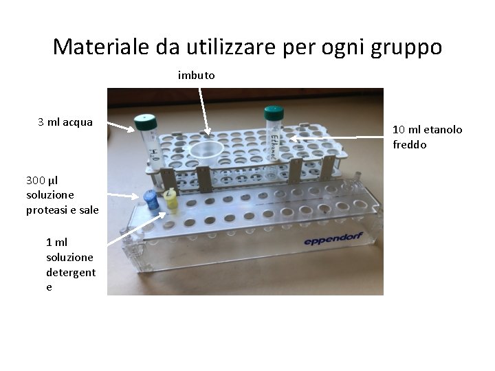 Materiale da utilizzare per ogni gruppo imbuto 3 ml acqua 300 µl soluzione proteasi