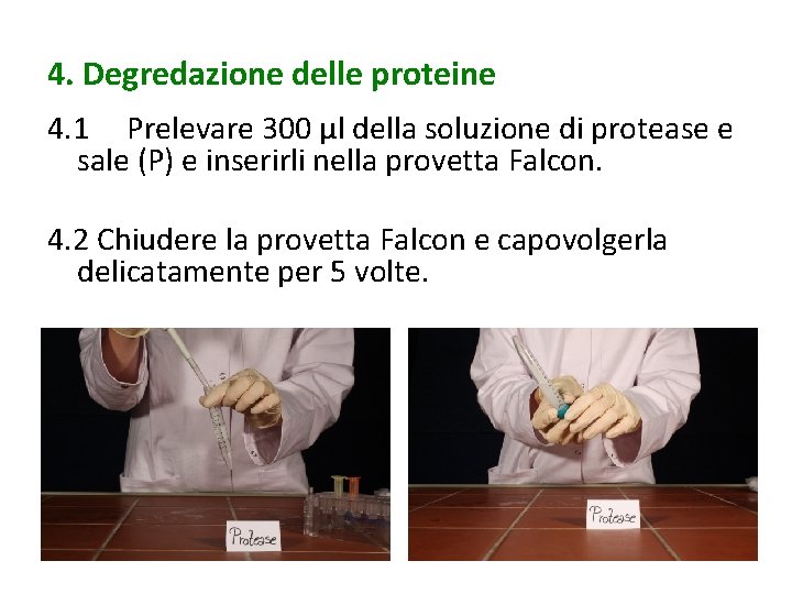 4. Degredazione delle proteine 4. 1 Prelevare 300 µl della soluzione di protease e