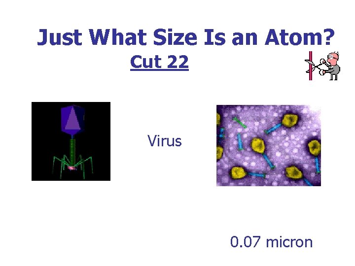 Just What Size Is an Atom? Cut 22 Virus 0. 07 micron 