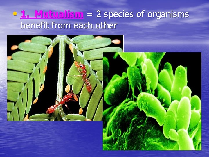  • 1. Mutualism = 2 species of organisms benefit from each other 