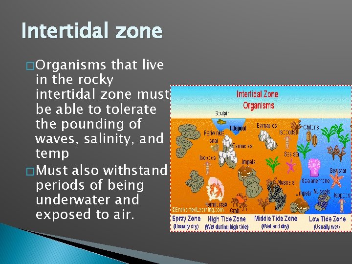 Intertidal zone � Organisms that live in the rocky intertidal zone must be able
