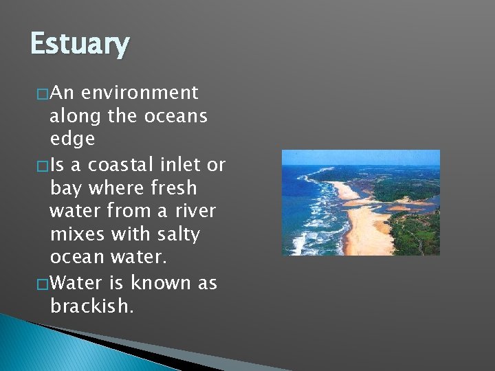 Estuary � An environment along the oceans edge � Is a coastal inlet or