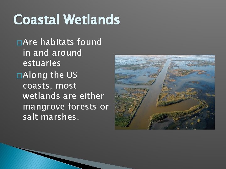 Coastal Wetlands � Are habitats found in and around estuaries � Along the US