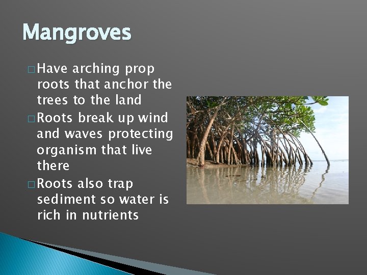 Mangroves � Have arching prop roots that anchor the trees to the land �