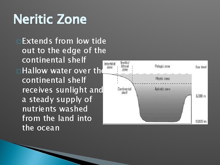 Neritic Zone � Extends from low tide out to the edge of the continental