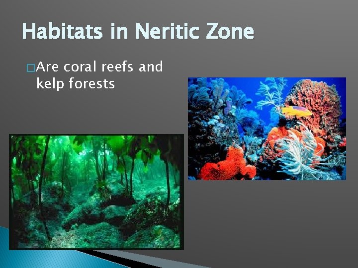 Habitats in Neritic Zone � Are coral reefs and kelp forests 