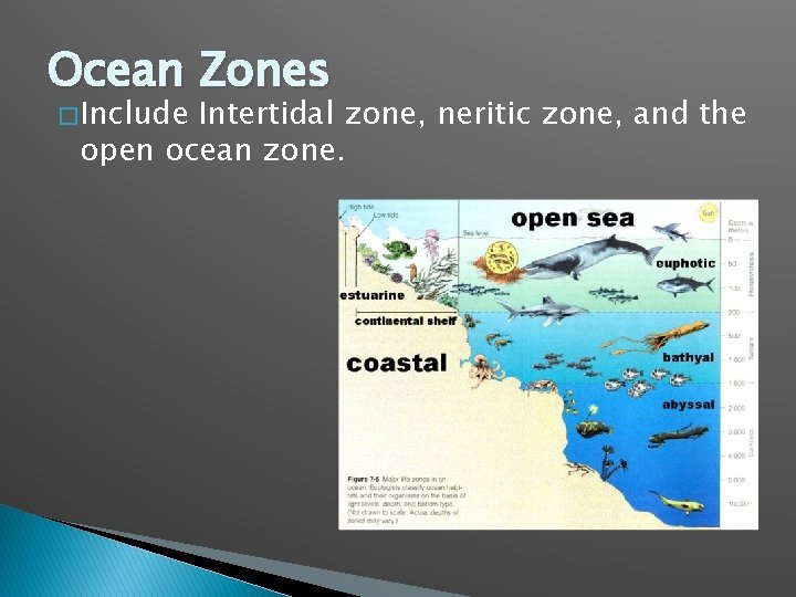 Ocean Zones � Include Intertidal zone, neritic zone, and the open ocean zone. 