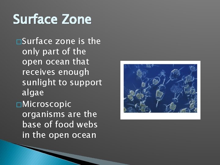 Surface Zone � Surface zone is the only part of the open ocean that