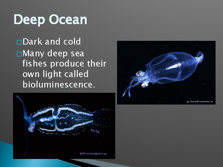 Deep Ocean � Dark and cold � Many deep sea fishes produce their own