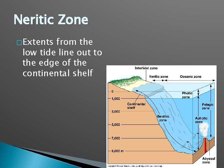 Neritic Zone � Extents from the low tide line out to the edge of