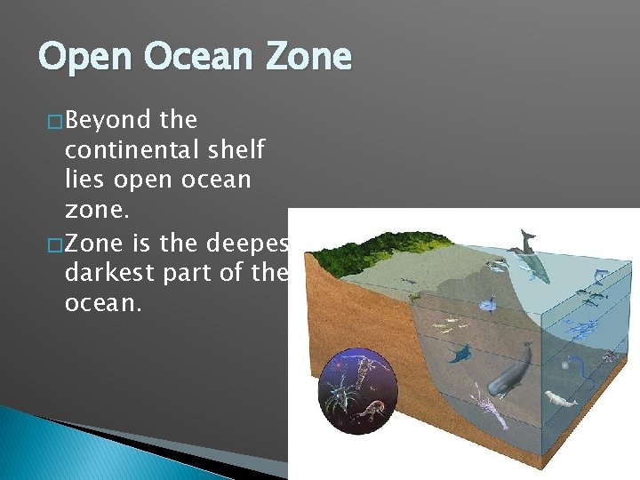 Open Ocean Zone � Beyond the continental shelf lies open ocean zone. � Zone