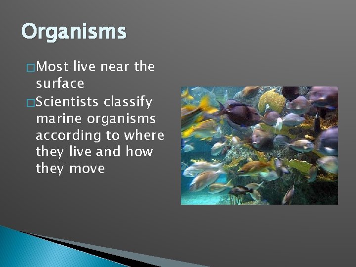 Organisms � Most live near the surface � Scientists classify marine organisms according to