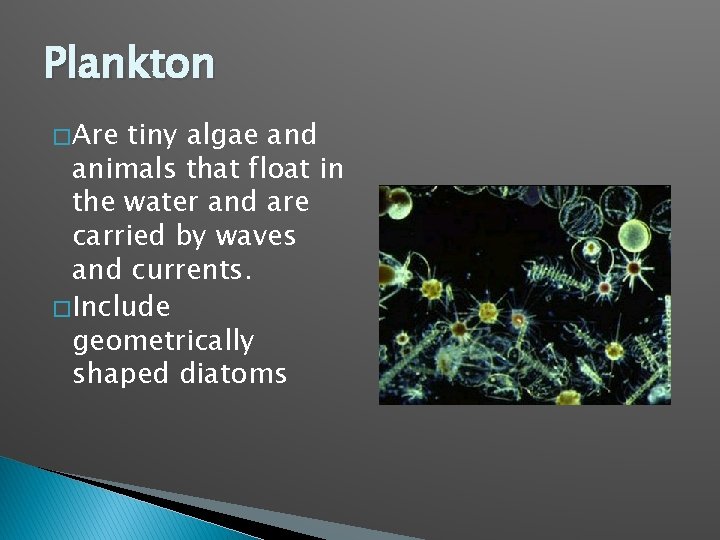 Plankton � Are tiny algae and animals that float in the water and are
