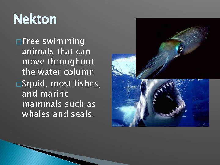 Nekton � Free swimming animals that can move throughout the water column � Squid,
