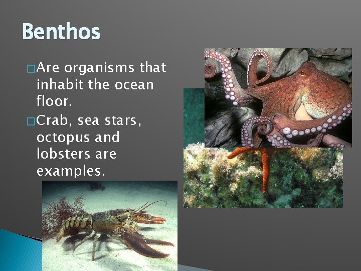 Benthos � Are organisms that inhabit the ocean floor. � Crab, sea stars, octopus