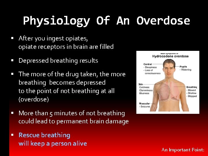 Physiology Of An Overdose After you ingest opiates, opiate receptors in brain are filled