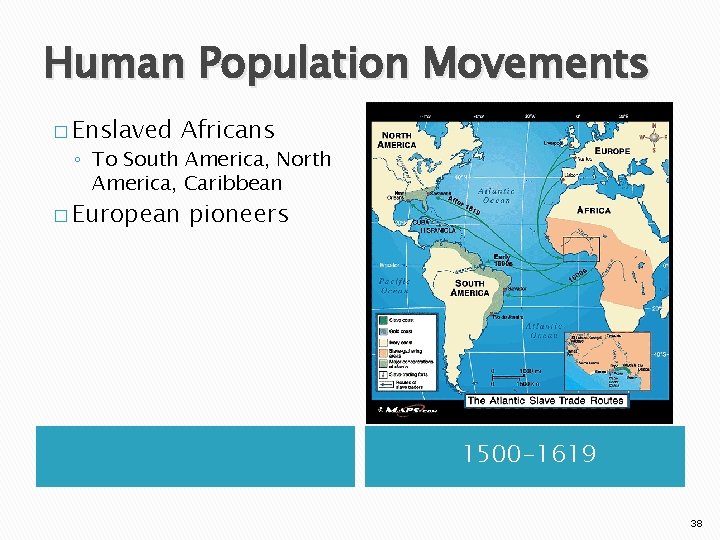 Human Population Movements � Enslaved Africans ◦ To South America, North America, Caribbean �