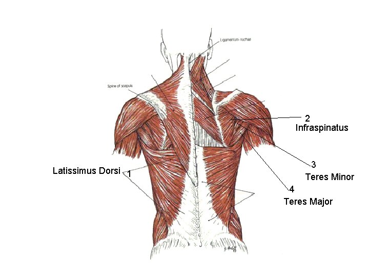 2 Infraspinatus Latissimus Dorsi 1 3 Teres Minor 4 Teres Major 