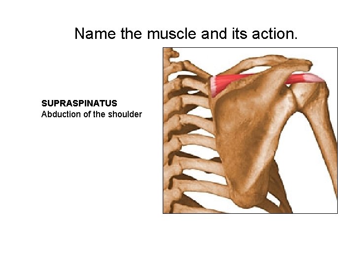 Name the muscle and its action. SUPRASPINATUS Abduction of the shoulder 