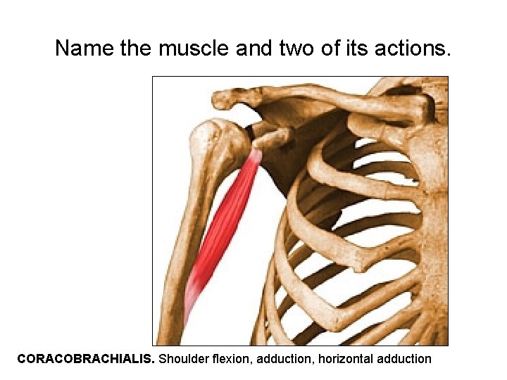 Name the muscle and two of its actions. CORACOBRACHIALIS. Shoulder flexion, adduction, horizontal adduction