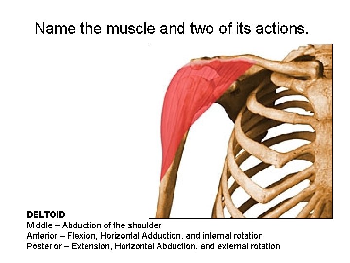 Name the muscle and two of its actions. DELTOID Middle – Abduction of the