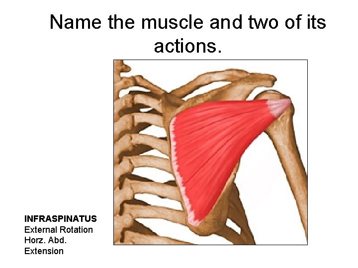 Name the muscle and two of its actions. INFRASPINATUS External Rotation Horz. Abd. Extension