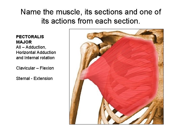 Name the muscle, its sections and one of its actions from each section. PECTORALIS