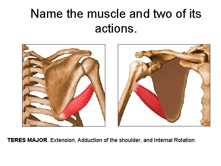 Name the muscle and two of its actions. TERES MAJOR. Extension, Adduction of the
