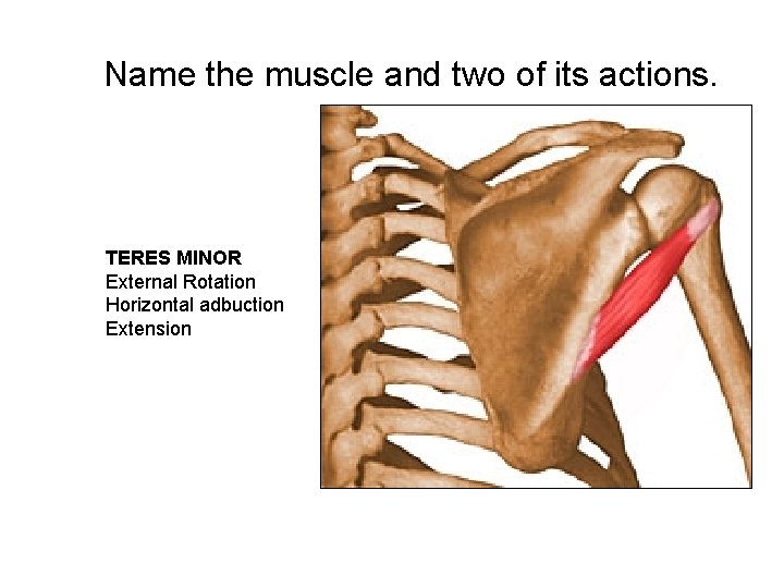 Name the muscle and two of its actions. TERES MINOR External Rotation Horizontal adbuction