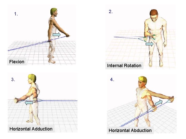 1. Flexion 3. Horizontal Adduction 2. Internal Rotation 4. Horizontal Abduction 