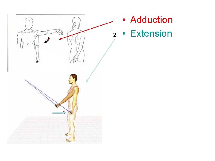 1. 2. • Adduction • Extension 