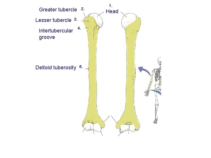 2. Greater tubercle Lesser tubercle 3. Intertubercular groove Deltoid tuberosity 4. 5. 1. Head