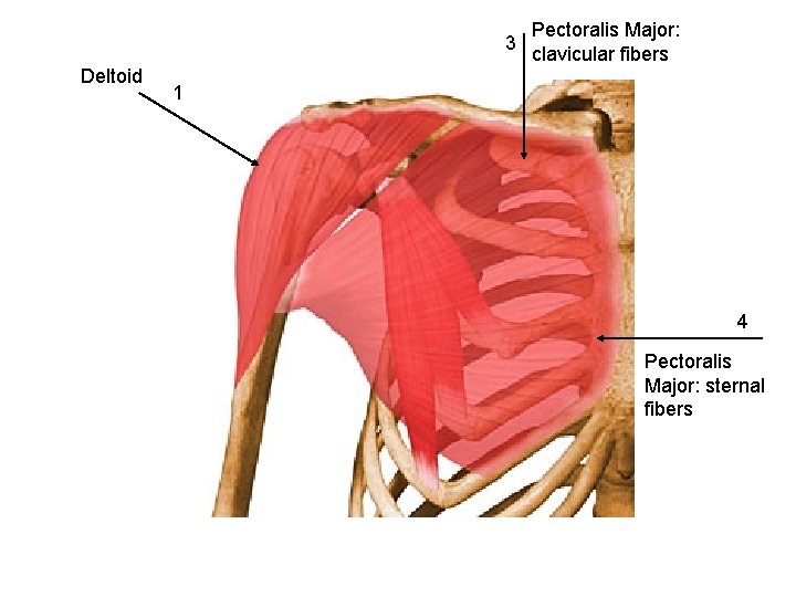 3 Deltoid Pectoralis Major: clavicular fibers 1 4 Pectoralis Major: sternal fibers 