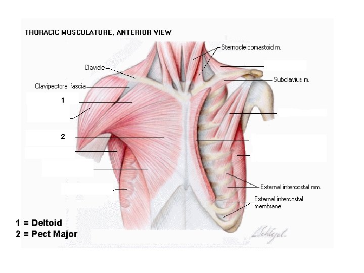 1 2 1 = Deltoid 2 = Pect Major 