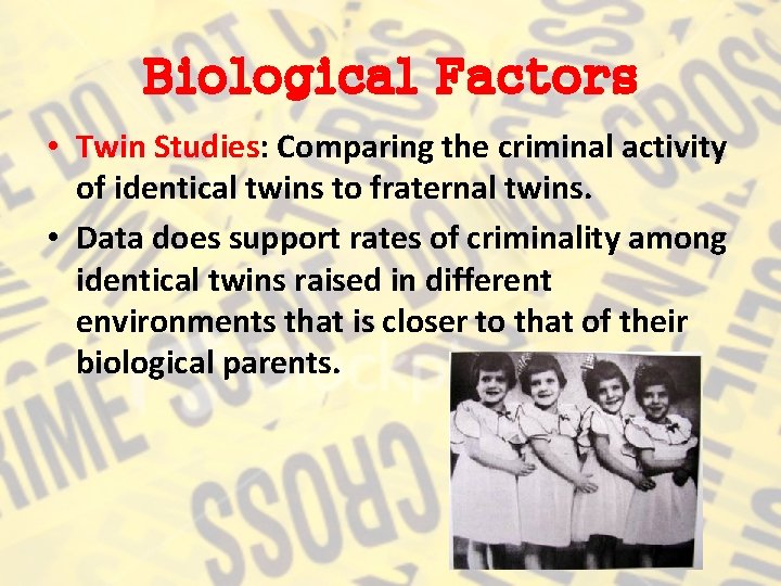 Biological Factors • Twin Studies: Comparing the criminal activity of identical twins to fraternal