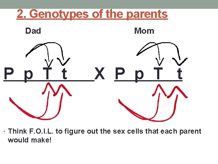 2. Genotypes of the parents Dad P p T t Mom X P p