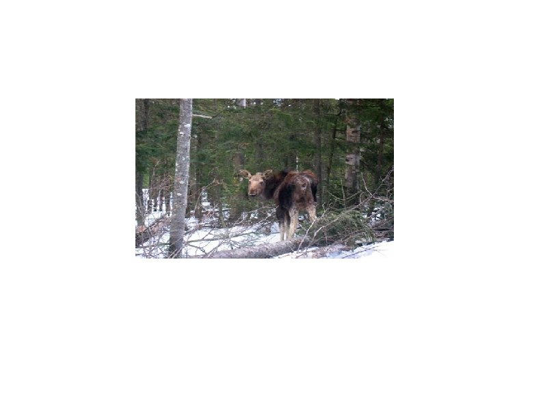 Moose Disease Presented By: Andrew & Simla 