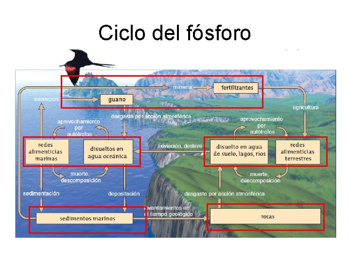 Ciclo del fósforo 