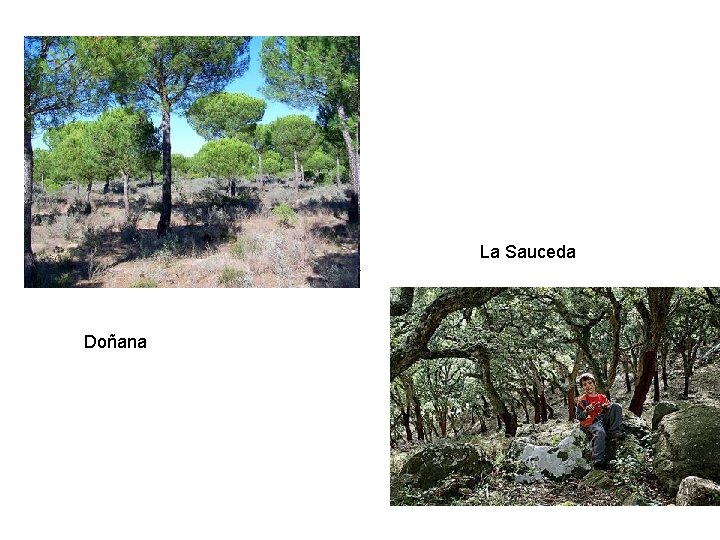 La Sauceda Doñana 