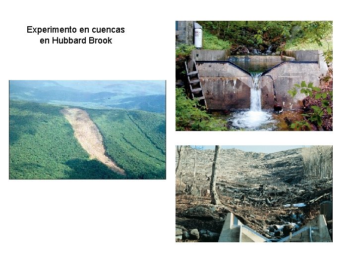 Experimento en cuencas en Hubbard Brook 