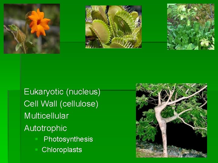 Eukaryotic (nucleus) Cell Wall (cellulose) Multicellular Autotrophic § Photosynthesis § Chloroplasts 