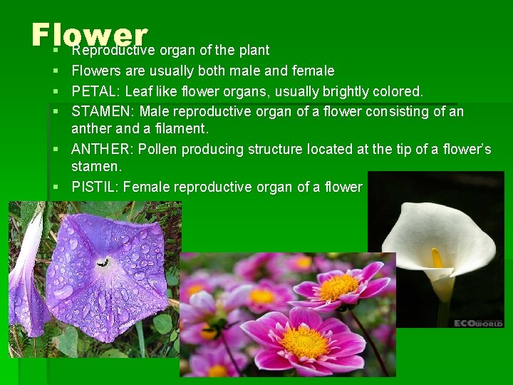 Flower § Reproductive organ of the plant § § § Flowers are usually both