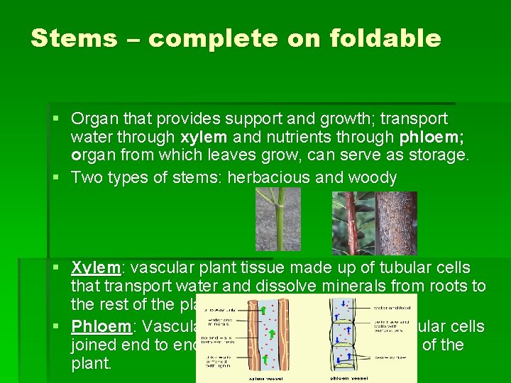 Stems – complete on foldable § Organ that provides support and growth; transport water