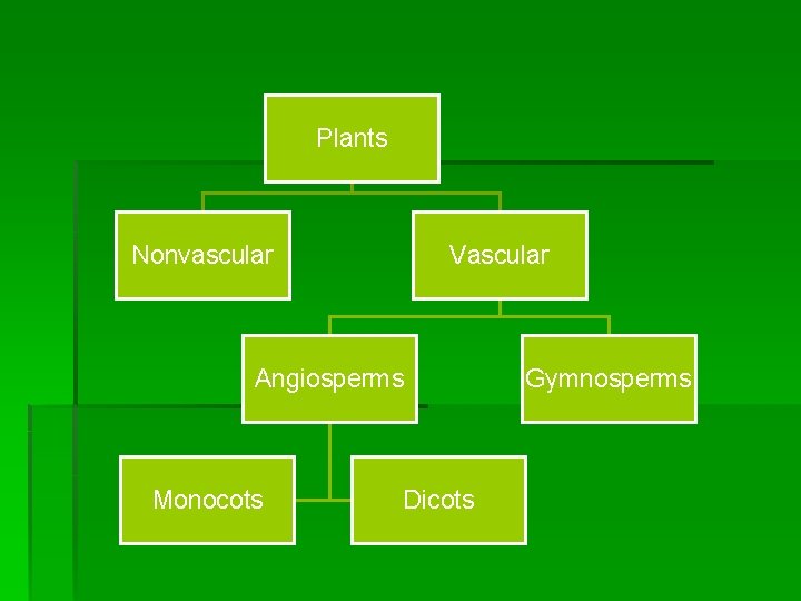 Plants Nonvascular Vascular Angiosperms Monocots Dicots Gymnosperms 